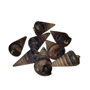 Black Brown Telescopium x kilo.  Cod SC026